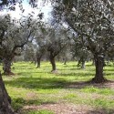 In In Sicilia nessun focolaio di Xylella. C’è la certificazione ufficiale della Regione