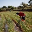 Approvato alla Camera il d.l Agricoltura. Ecco le novità