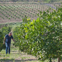 Le arance catanesi dell’Azienda Agricola Arcoria in tutti McDonald’s italiani