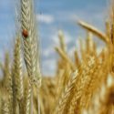 Coltivazioni Bio, allarme di Confagricoltura. La produzione del frumento bio in Sicilia potrebbe ridursi di un terzo